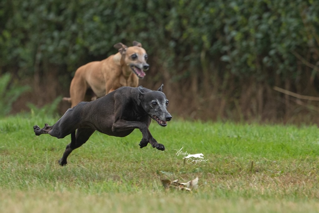 Coursing